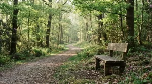 Holzbank an einem gewundenen Waldweg im Morgenlicht